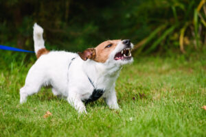Why Choose Green Personal Injury Lawyers to Help With My Dog Bite Injury Claim in Boynton Beach, FL?